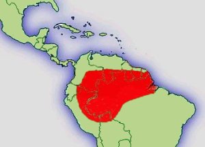 Distribución Ameerega trivittata