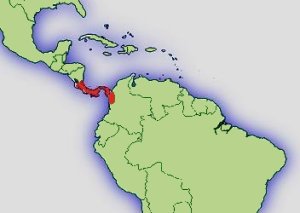 Distribución D.Auratus