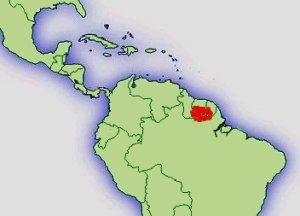 Distribución D.Tinctorius