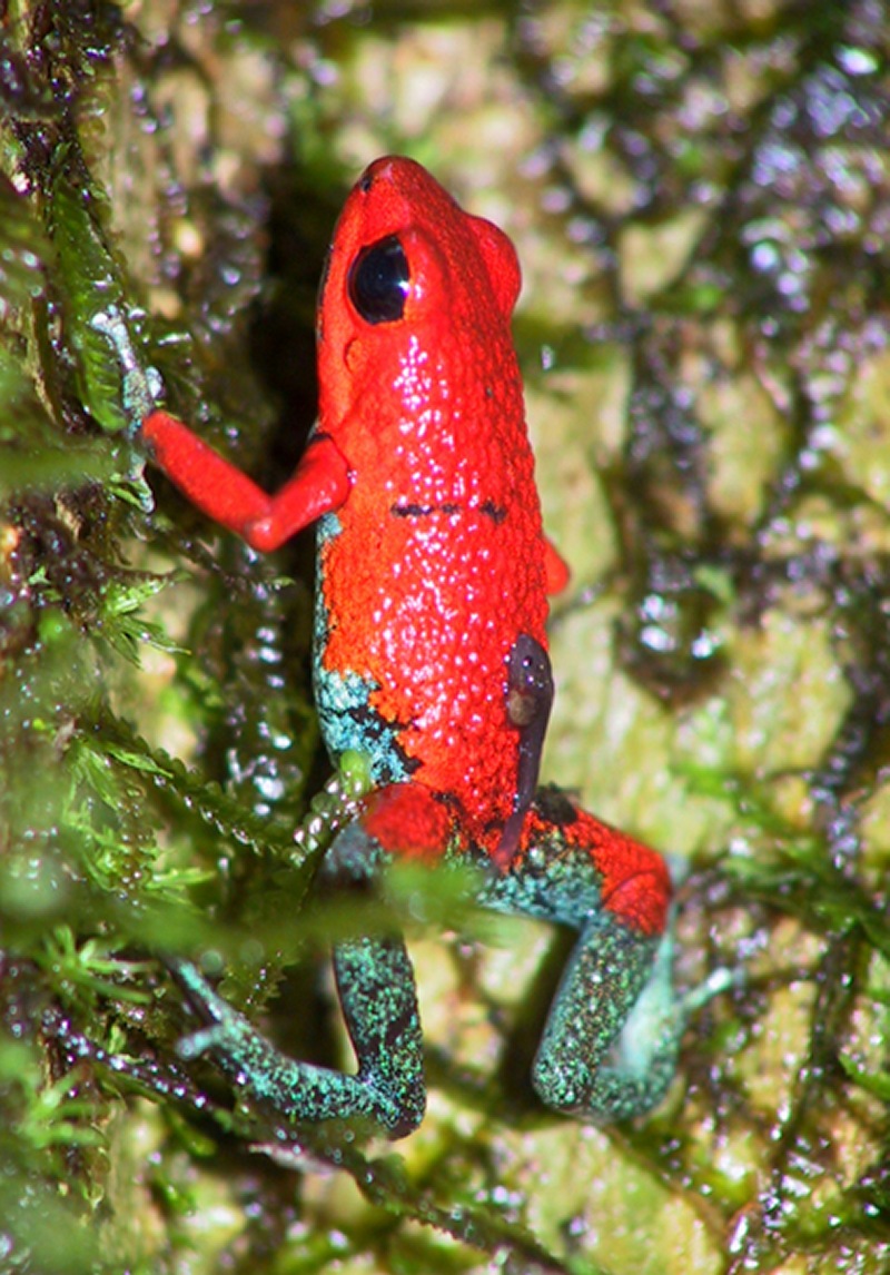 Oophaga granulifera